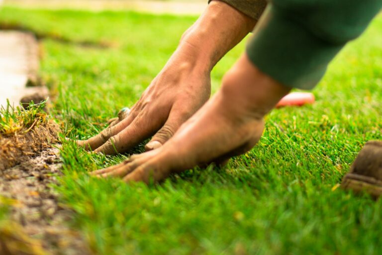 7 Fall Lawn Care Tasks That Set Up a Healthier Yard Next Spring
